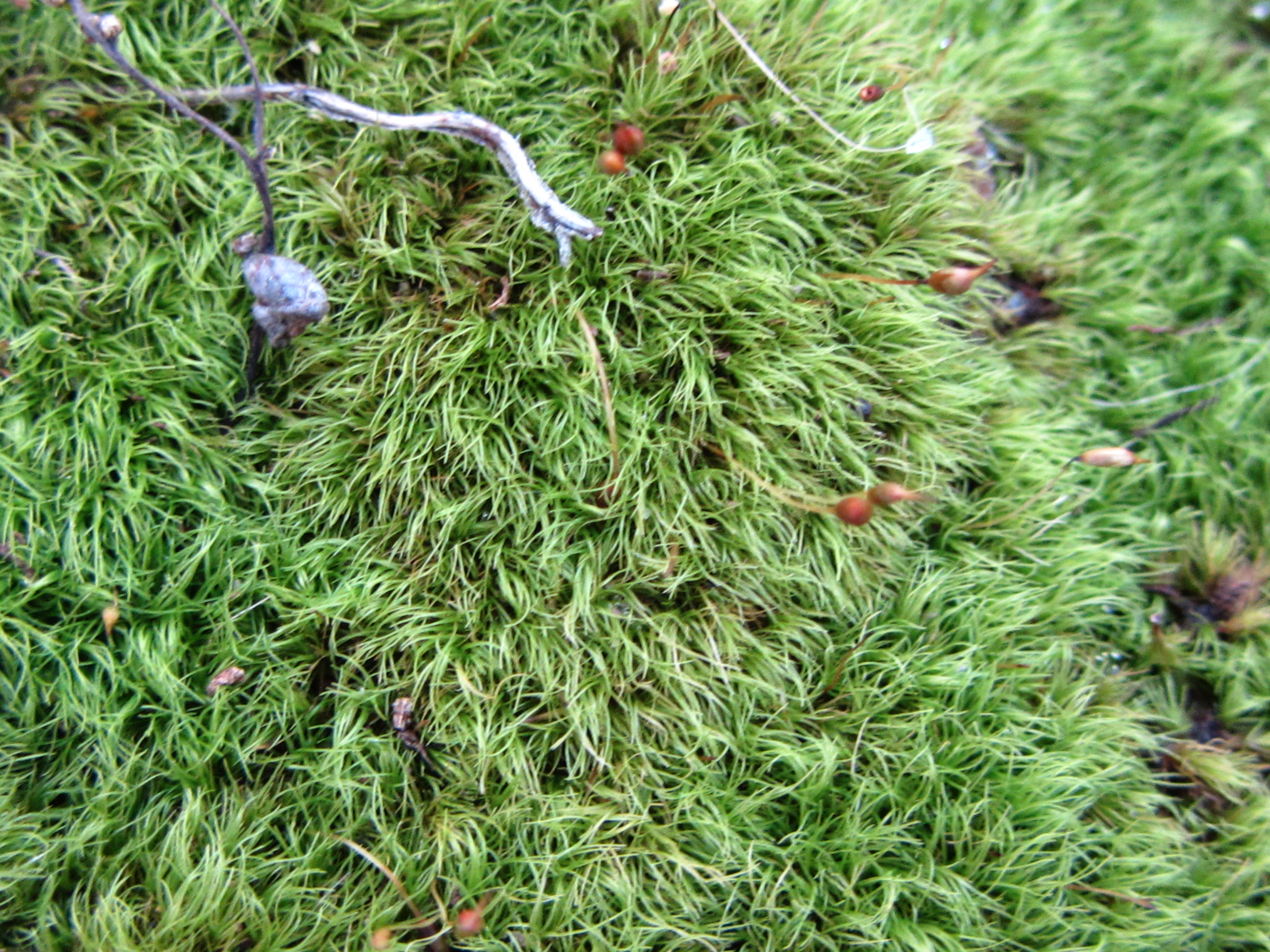 Don't Step on the Grass