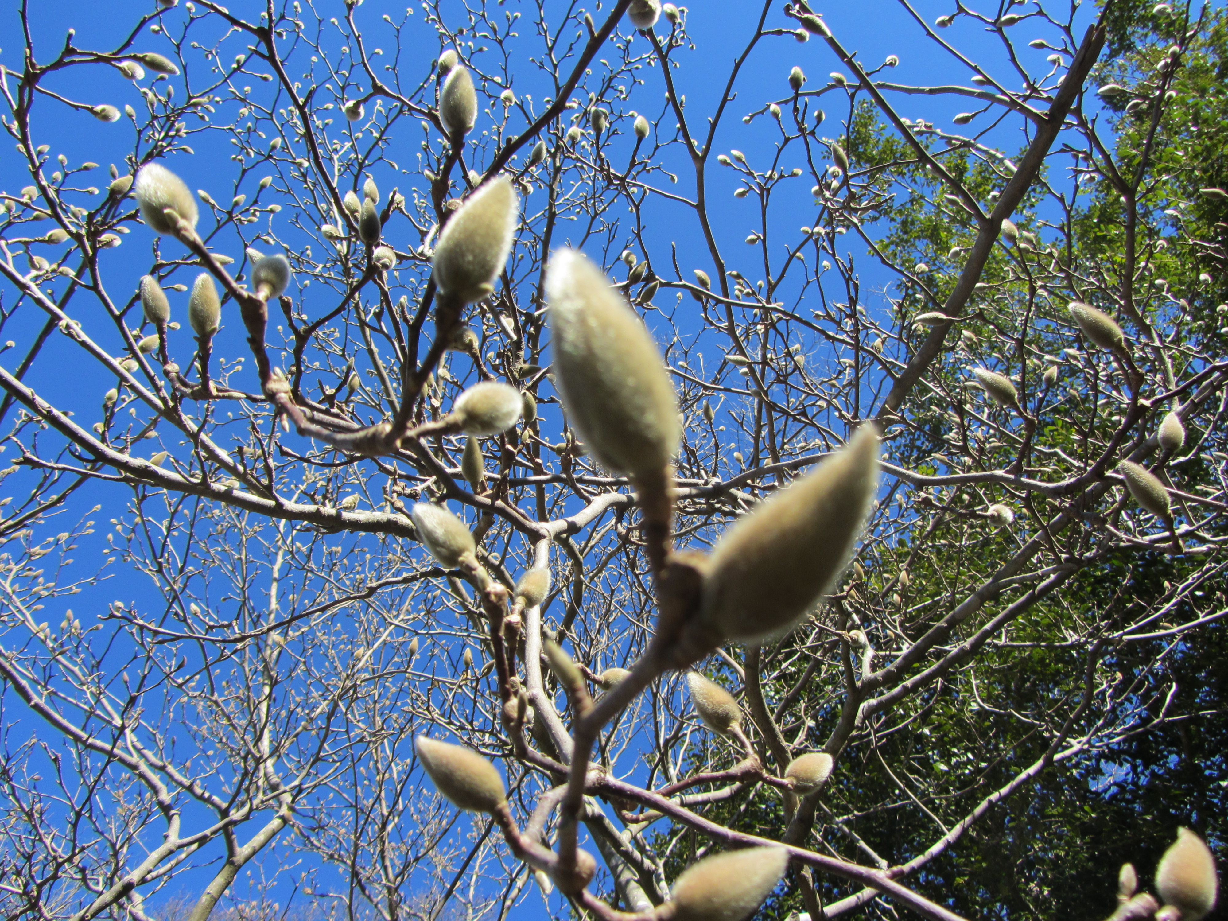 Winter Buds