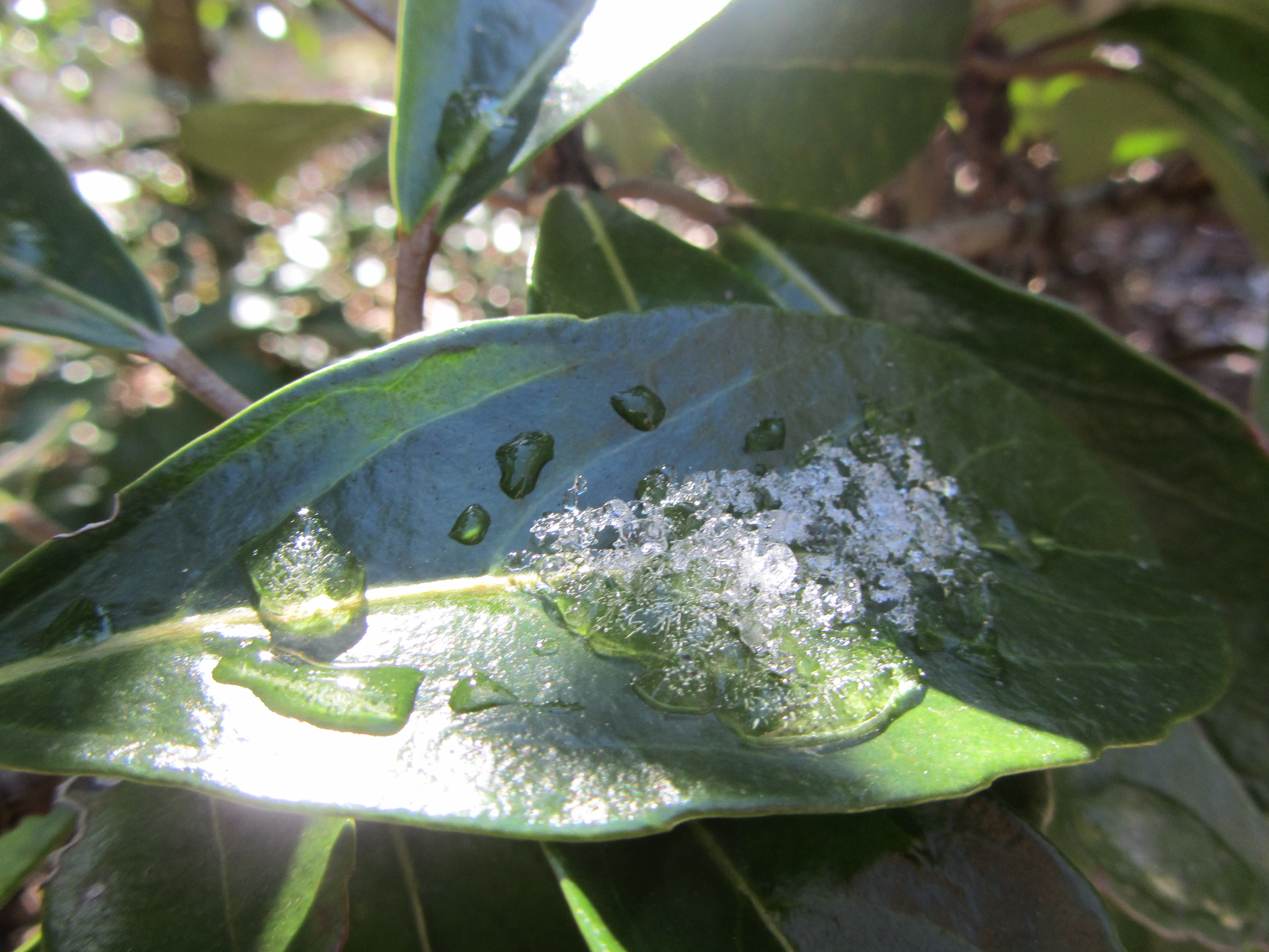 Leaf